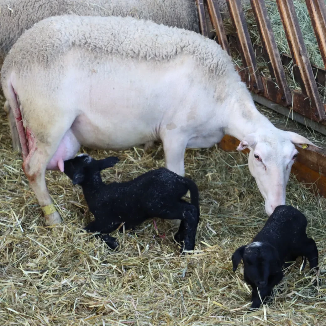 Lämmer und Mutterschaf im Stall von Schafmilchbauer Haslauer