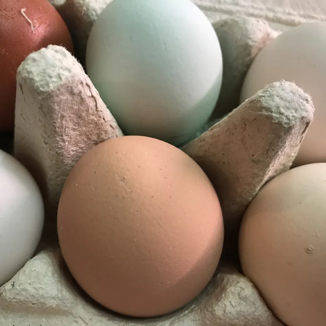 Noch ungefärbte Eier für den Ostertisch