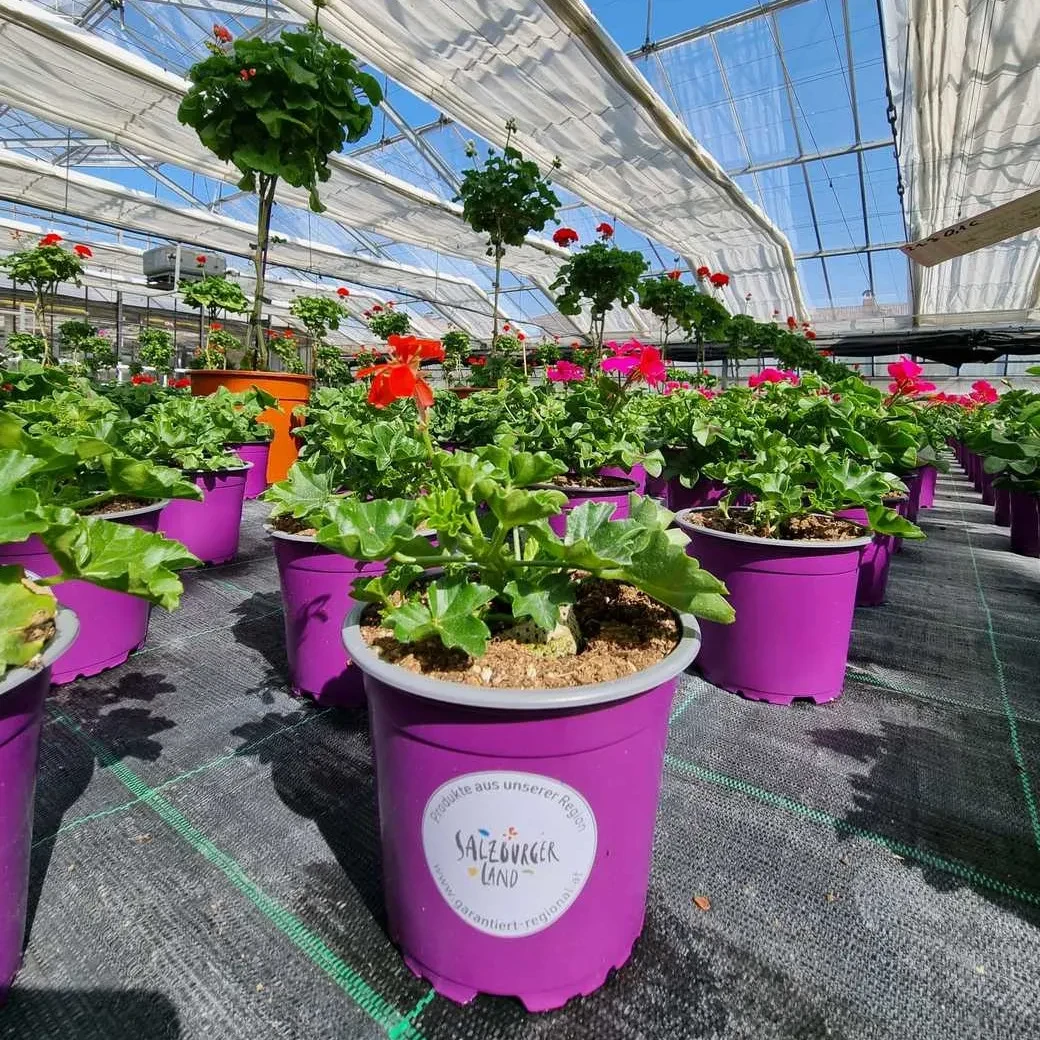 Gärtnerei Zmugg - SalzburgerLand zertifizierte Balkonblumen im Topf