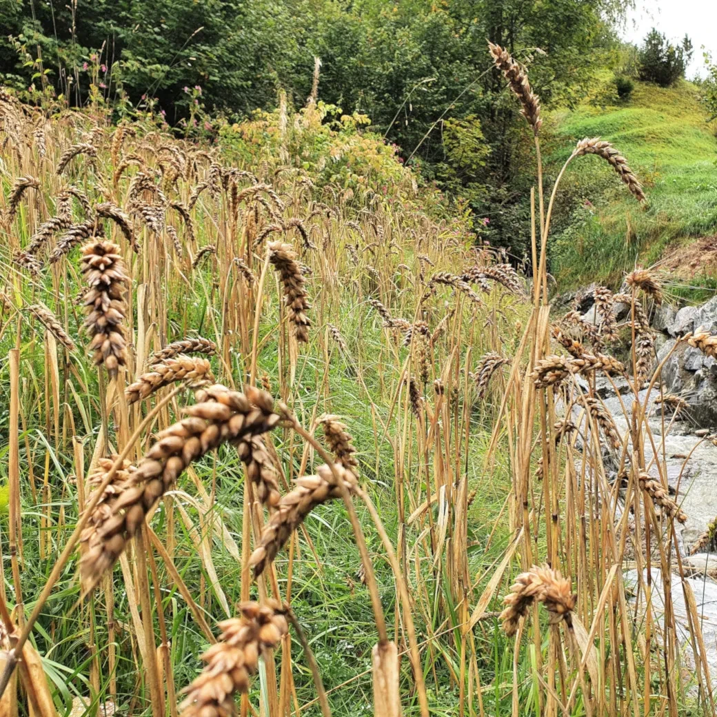 Bäckerei Steinbauer_Getreide am Bachufer