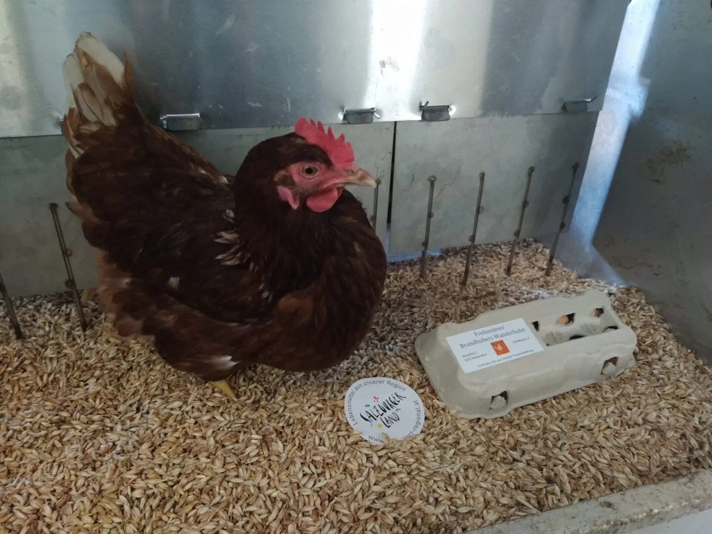 Huhn mit Eierschachtel