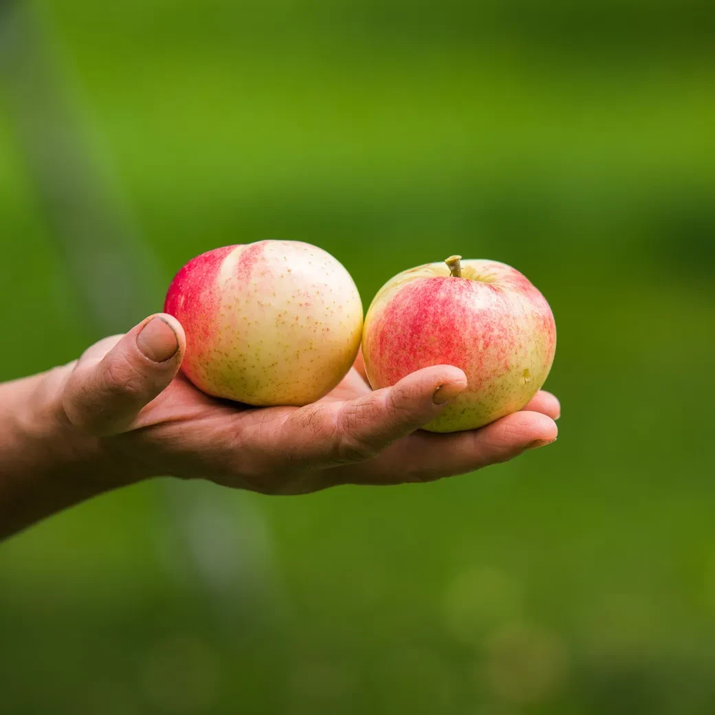 Zwei Äpfel passen in eine Hand
