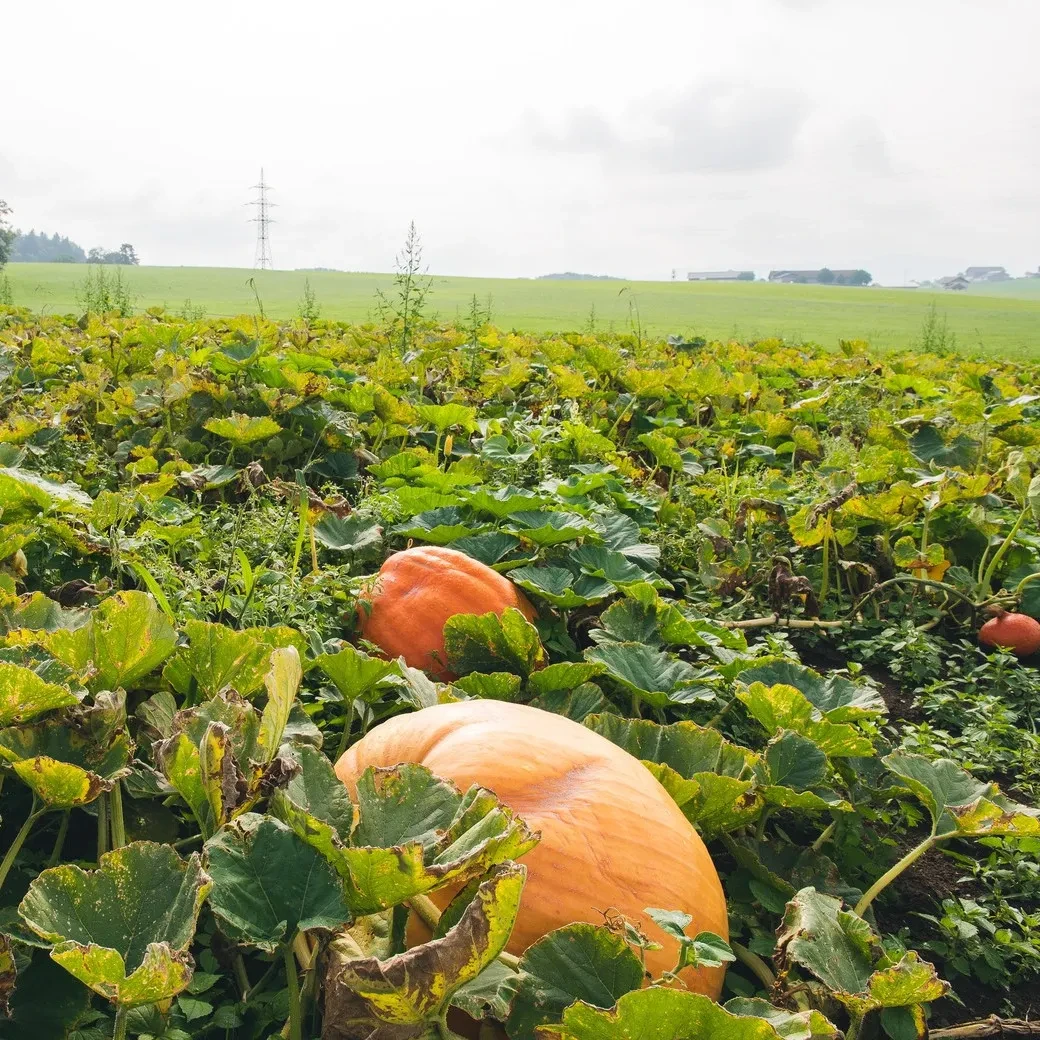 Kürbis am Feld