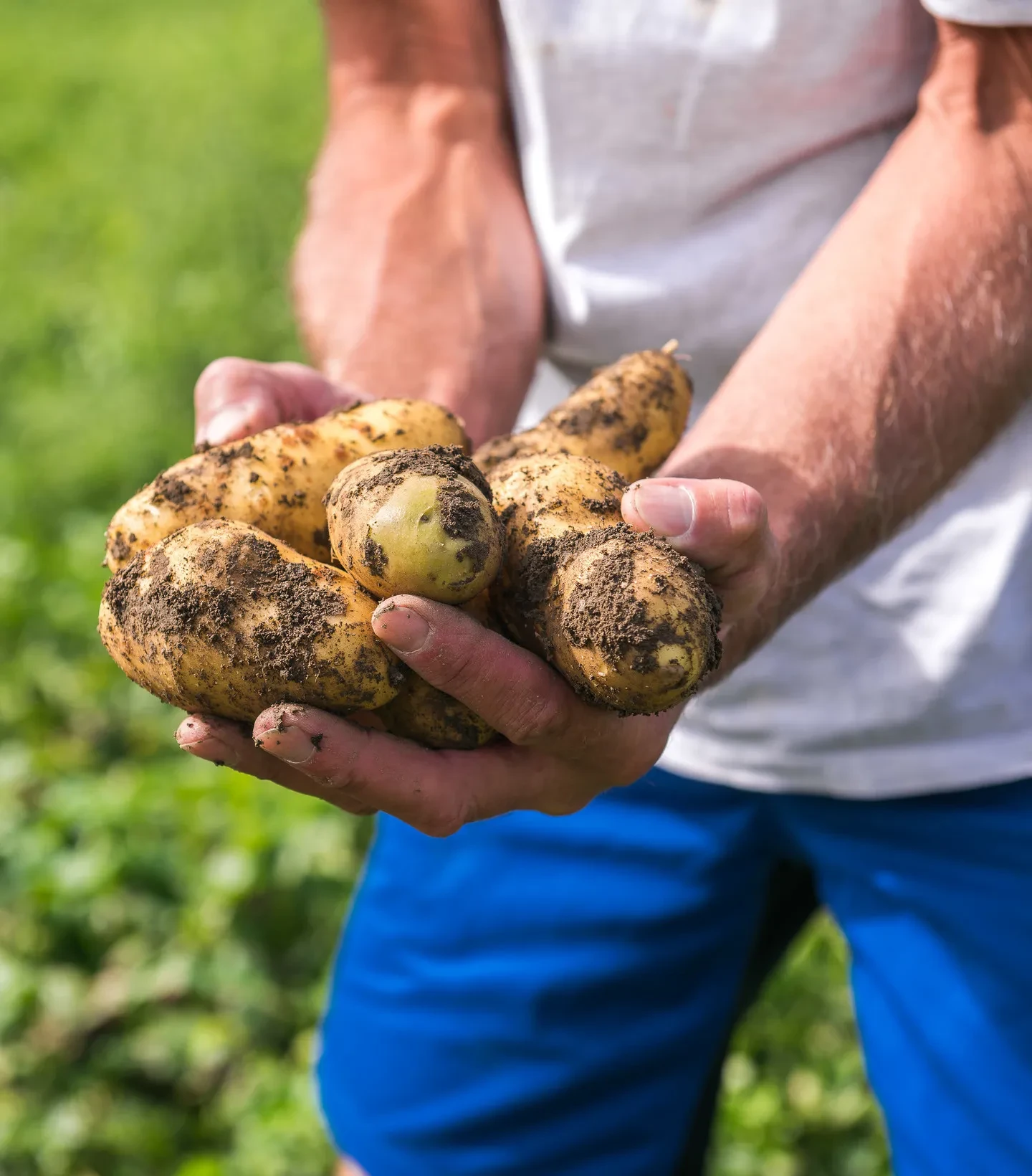 Hände, die erdige Kartoffeln halten