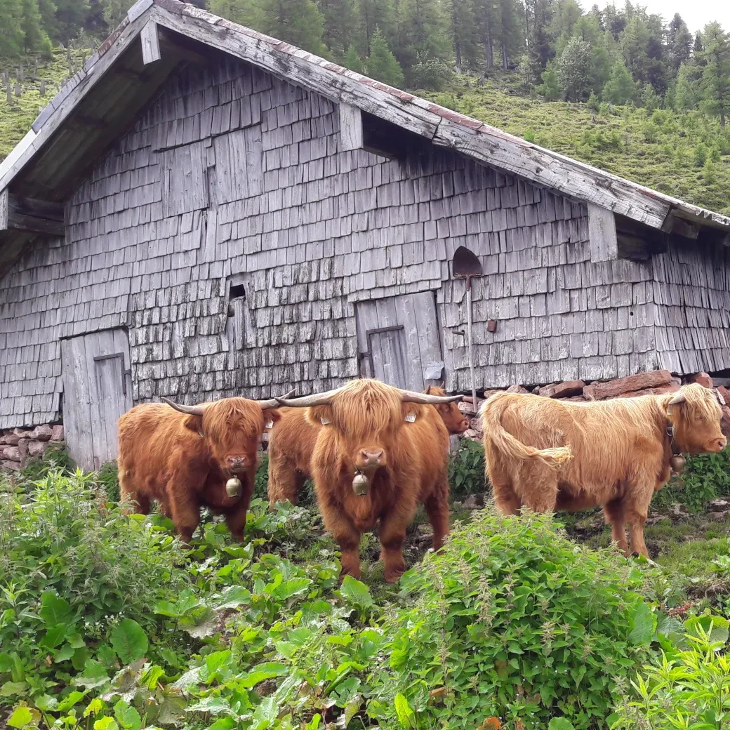 Oben auf der Alm