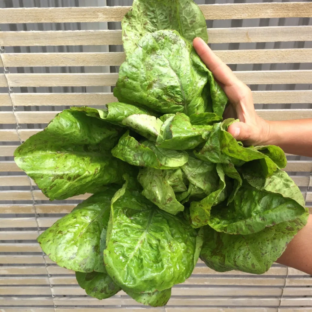 Forellenschuss Salat