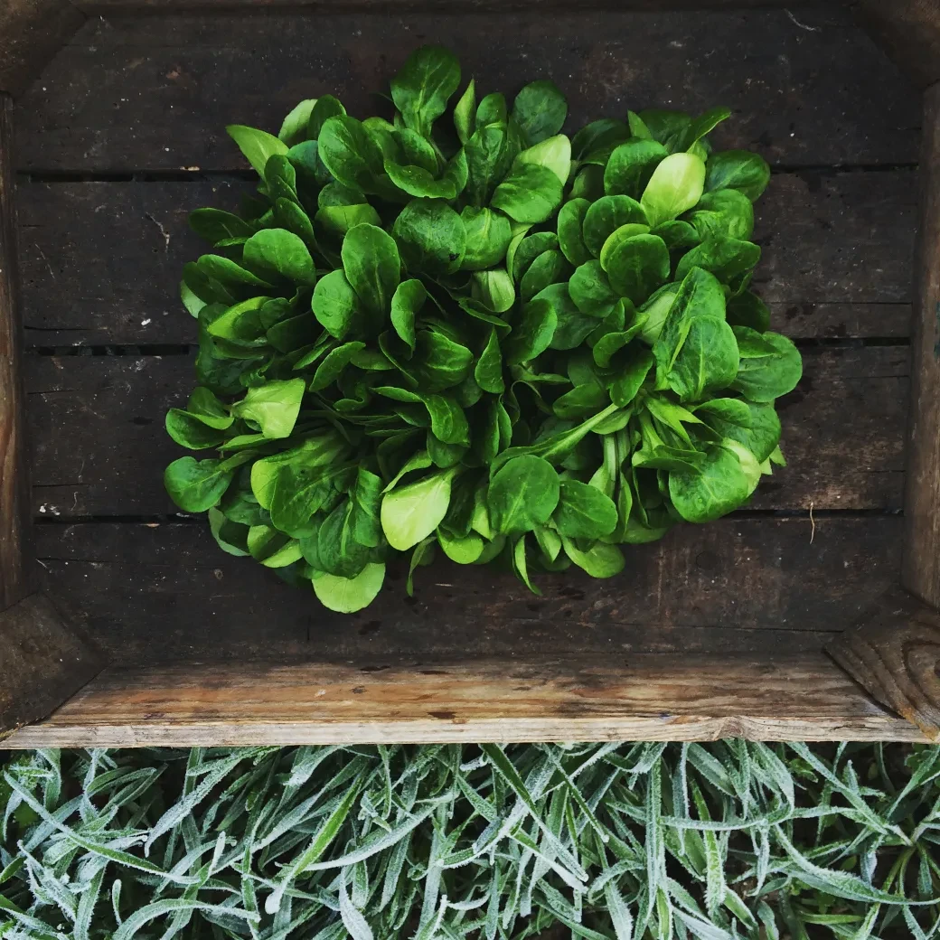 Vogerlsalat