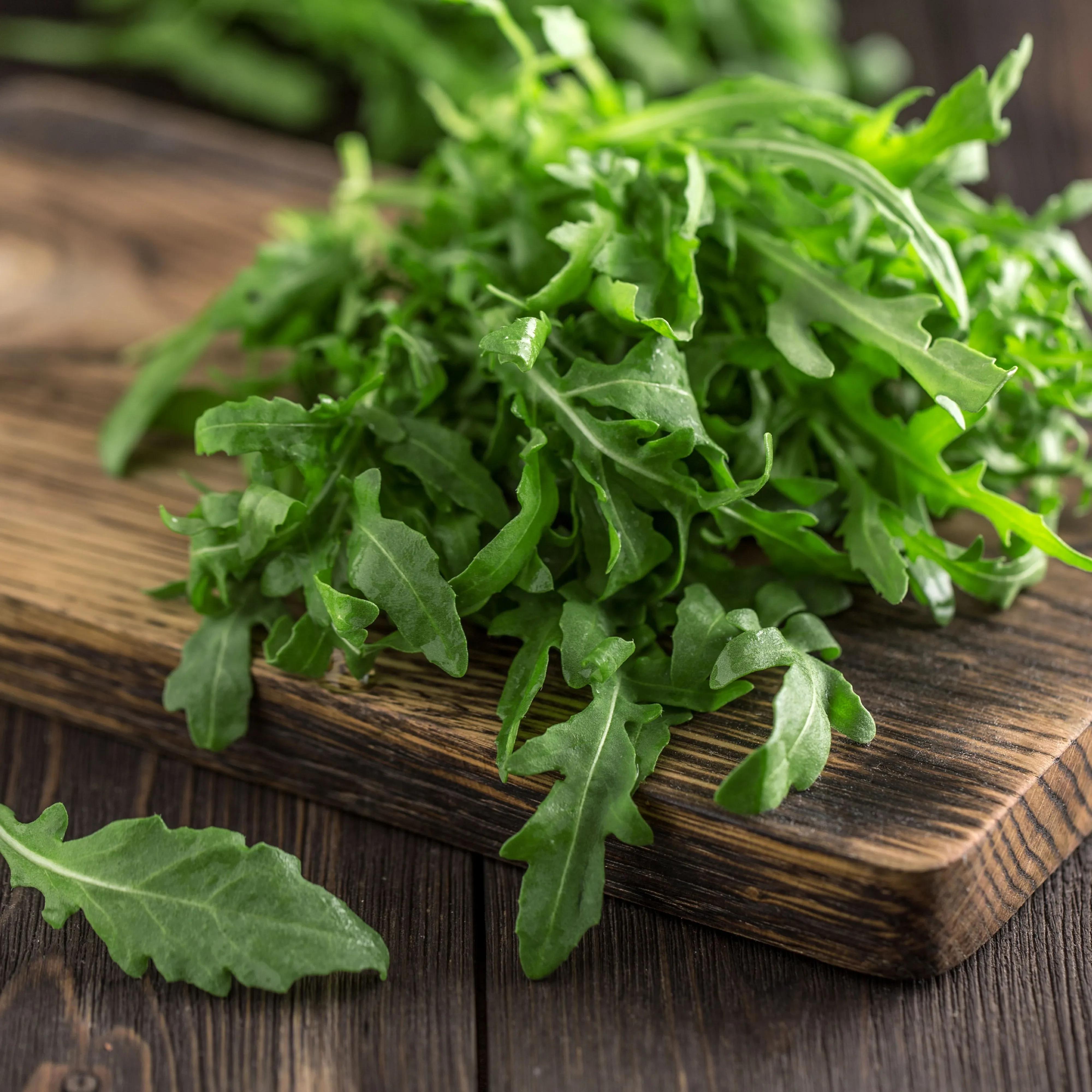 Rucola