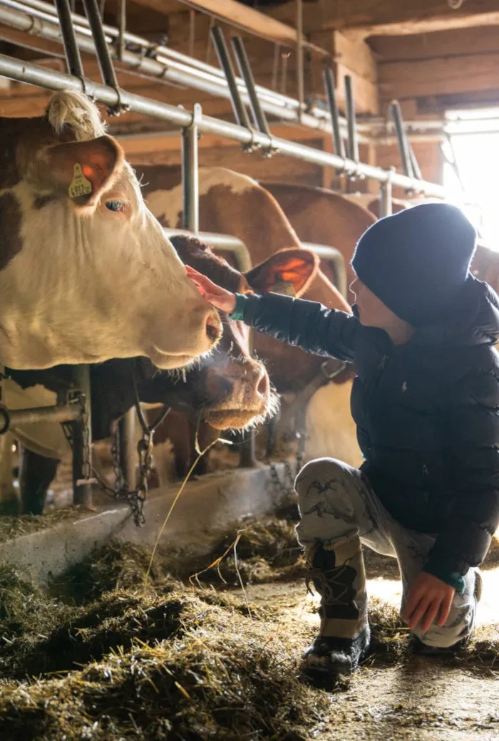 Kühe im Haslachhof freuen sich über Streicheleinheiten