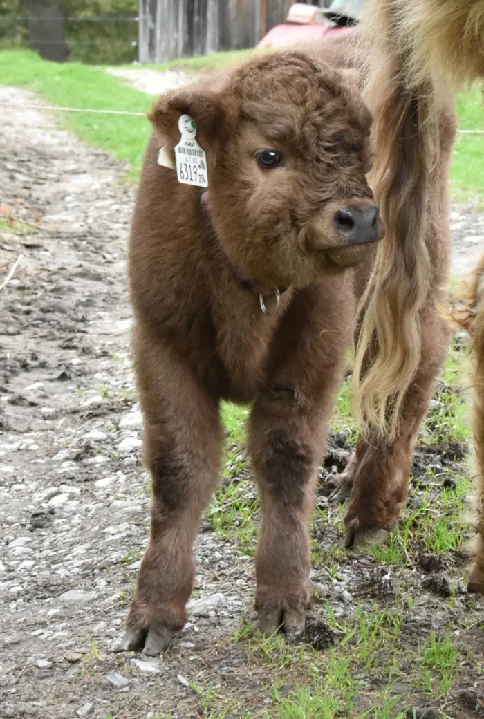 Putziges Kalb vom Hochlandrind