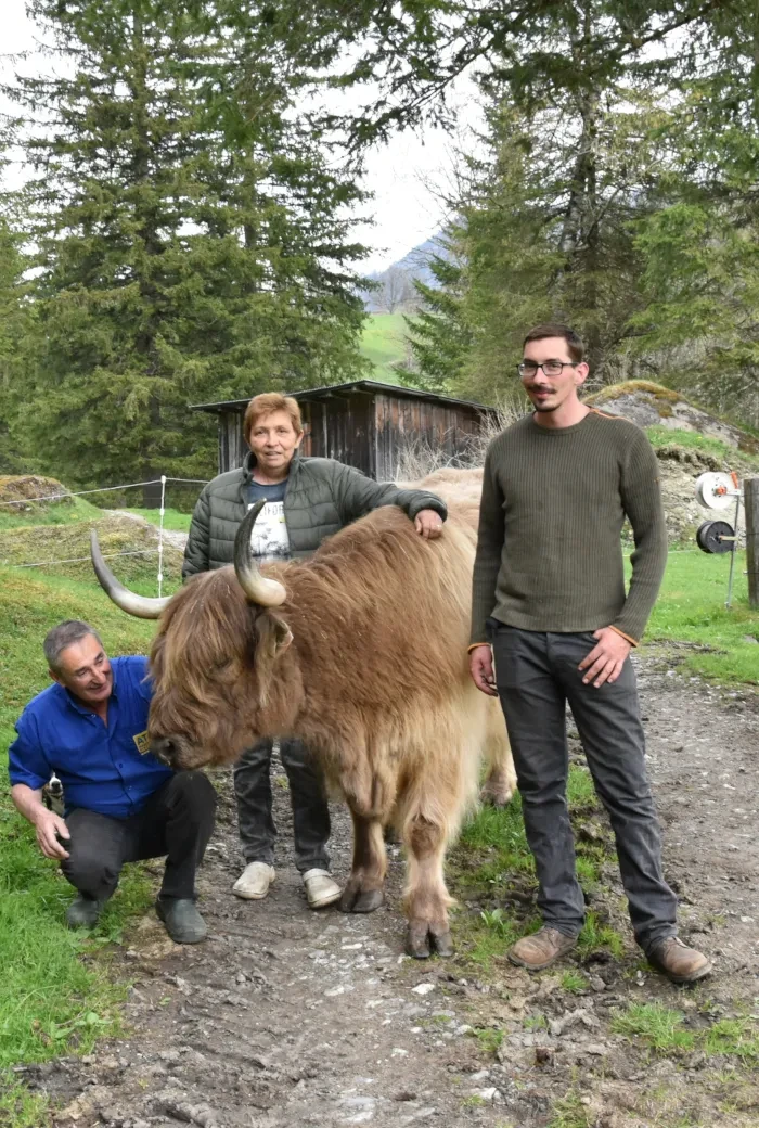 Die Pirchners mit einem ihrer Hochlandrinder im Wald