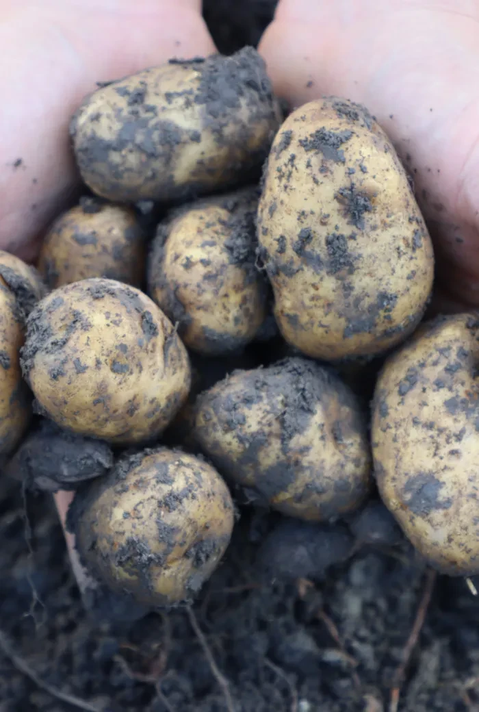 Genusstagebuch#38_frisch geerntete Kartoffeln