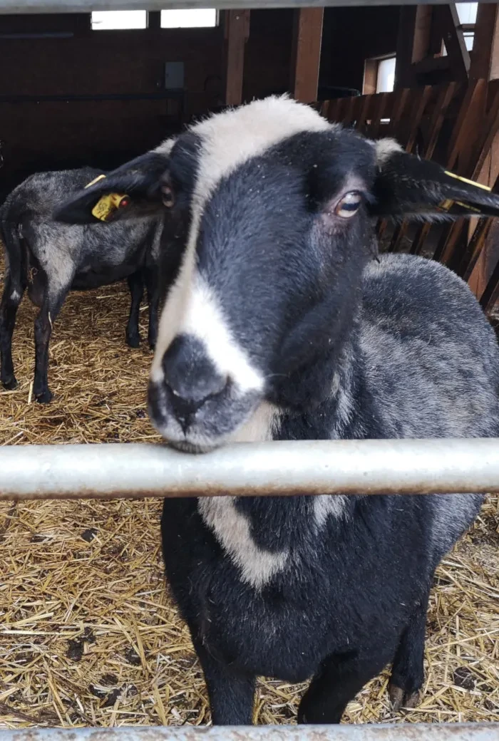 Neugieriges Schaf im Stall der Hubmühle