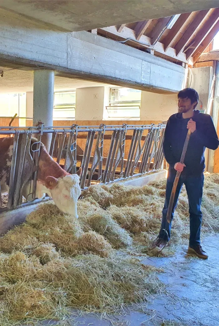 Sebastian Reindl wird bei der Arbeit im Stall von seinen Kühen beäugt.