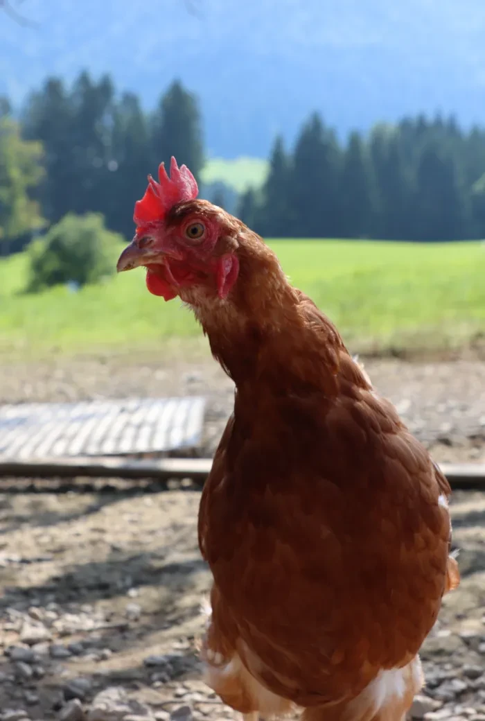 Genusstagebuch 37_Neugieriges Huhn am Vorderweinhof