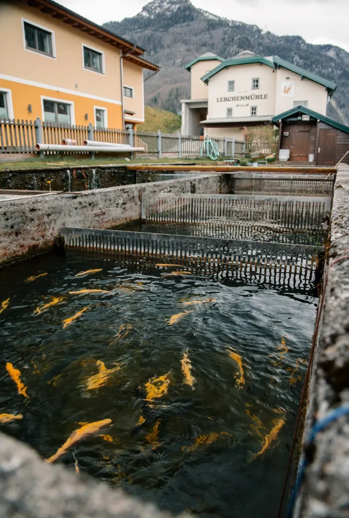 Genusstagebuch#55_Bluntaufisch_Fischteich_Lärchenmühle