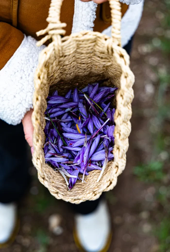 Genusstagebuch #58_Ein Korb voll Safranblüten