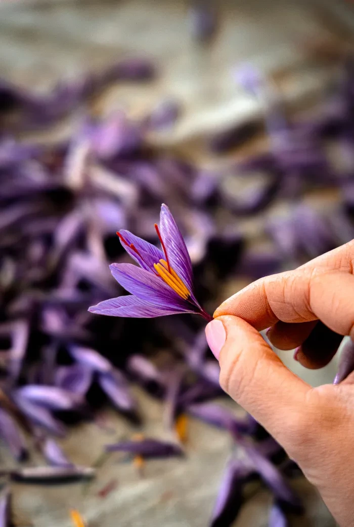 Genusstagebuch #58_Lila Safranblüte mit Safranfäden
