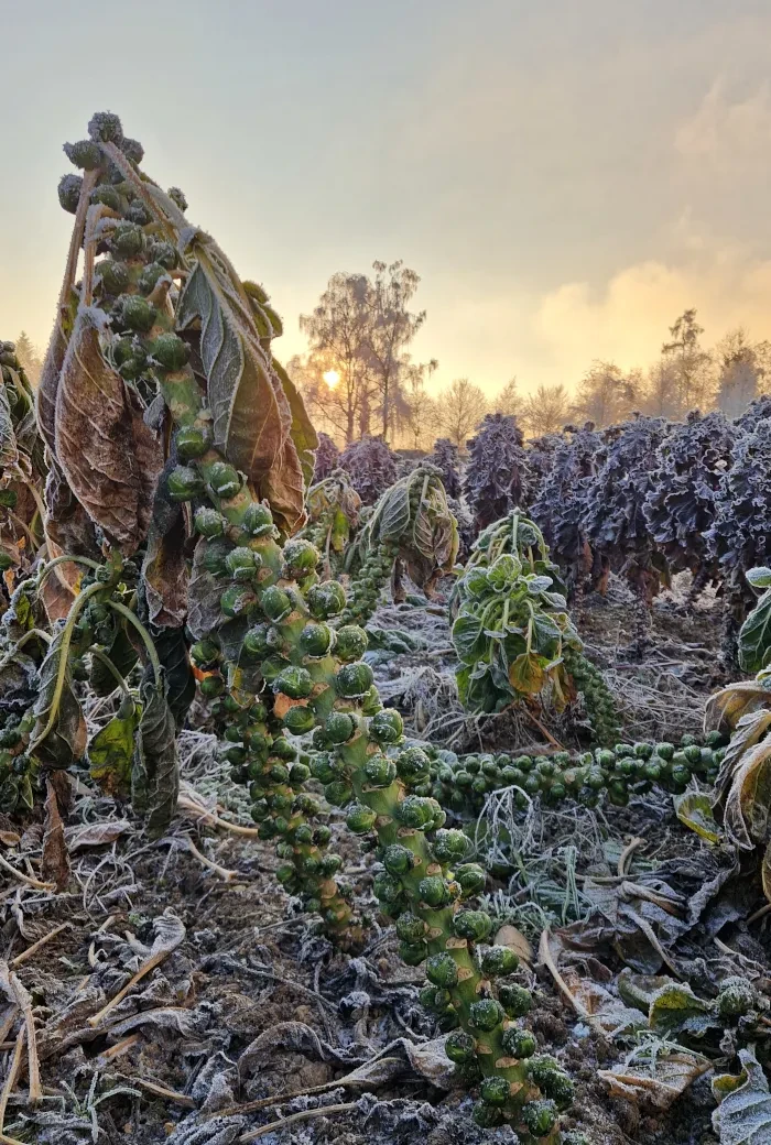 Putzhammer_Feld Winter_Calettes