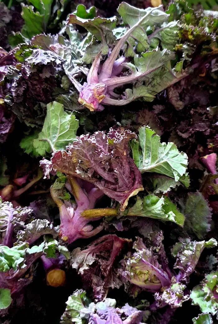 Putzhammer_Feld Winter_Kohlgemüse