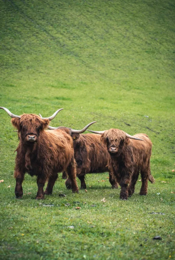 Untersteinhof_schottische Hochlandrinder auf der Almweide