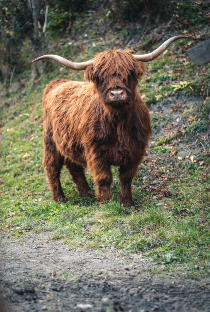 Untersteinhof_schottisches Hochlandrind