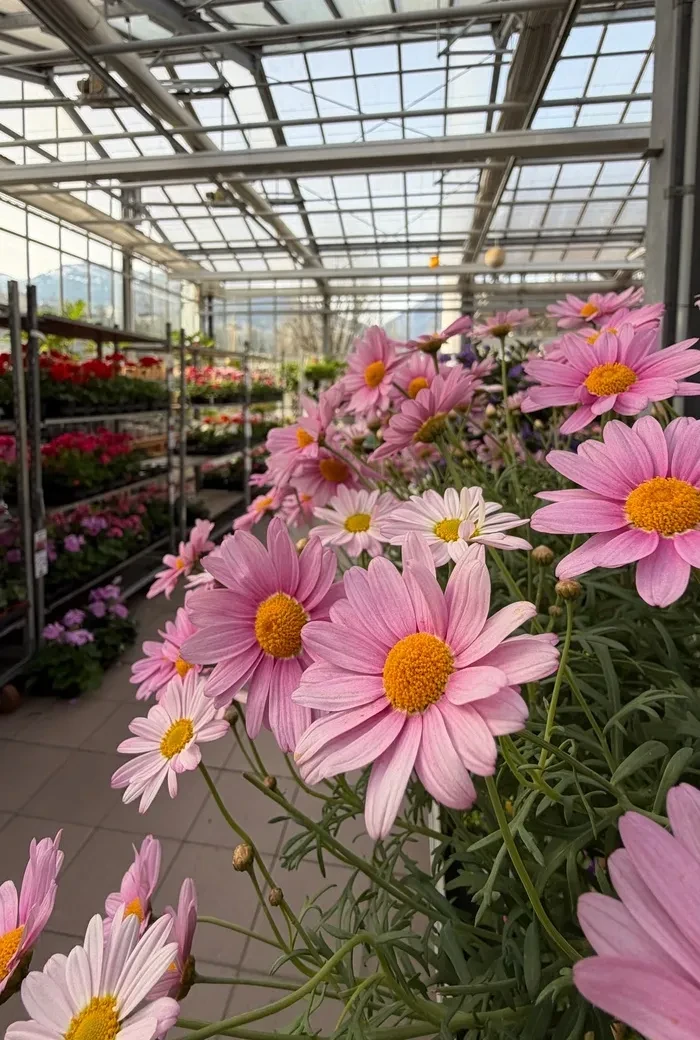 Gartencenter Zachhalmel