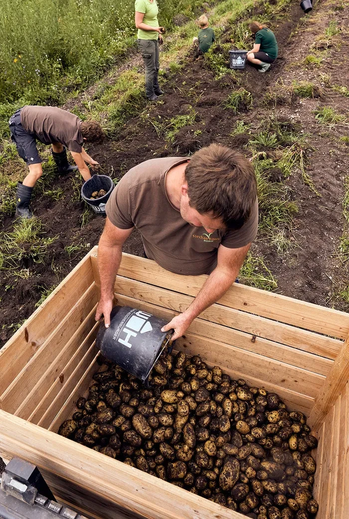 Stechaubauer_Reiche Kartoffelernte
