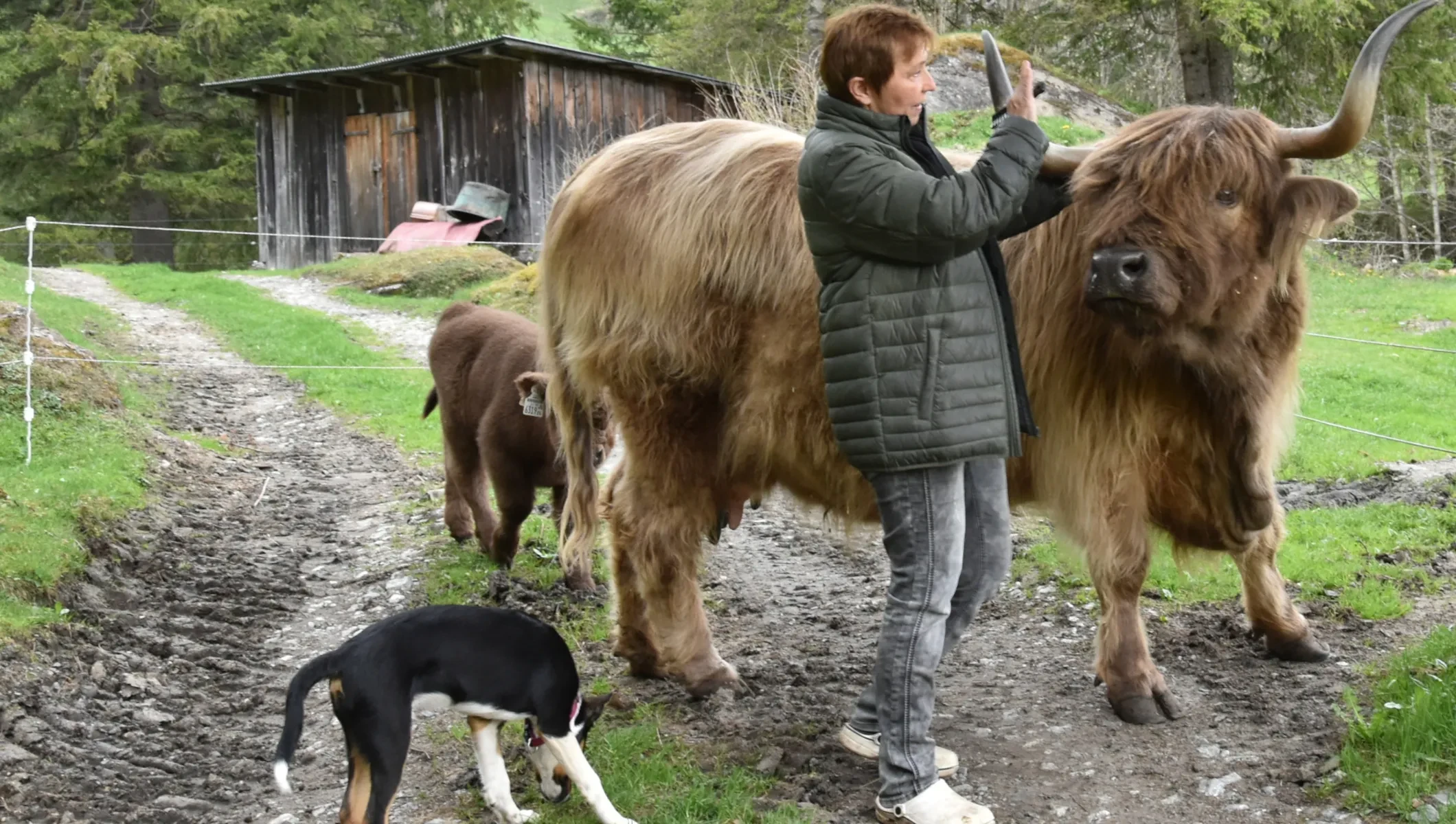 Resi Pirchner mit Hochlandrind, Kalb und Hund