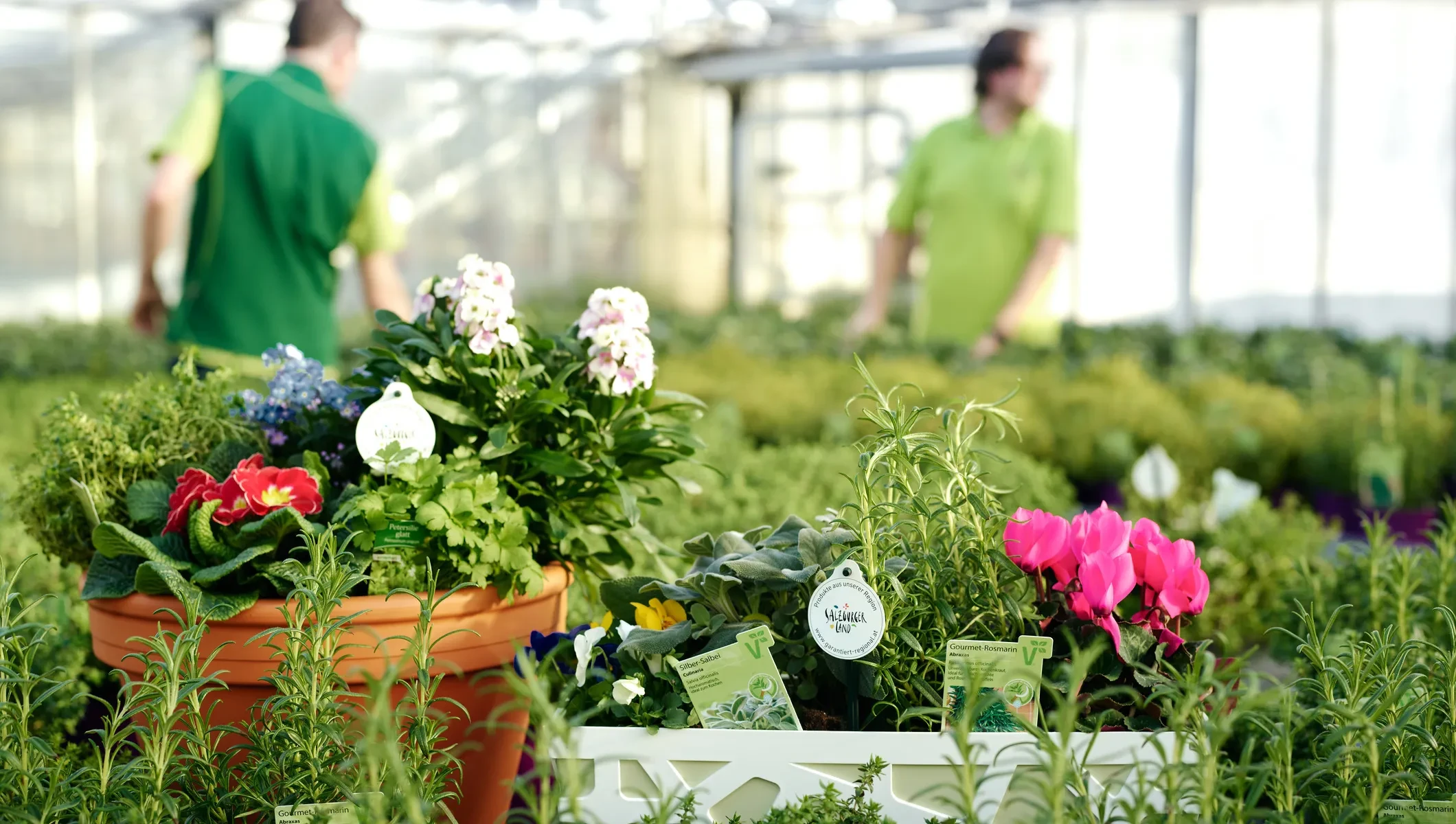 Gärtnerei Zmugg - Blumen im Glashaus