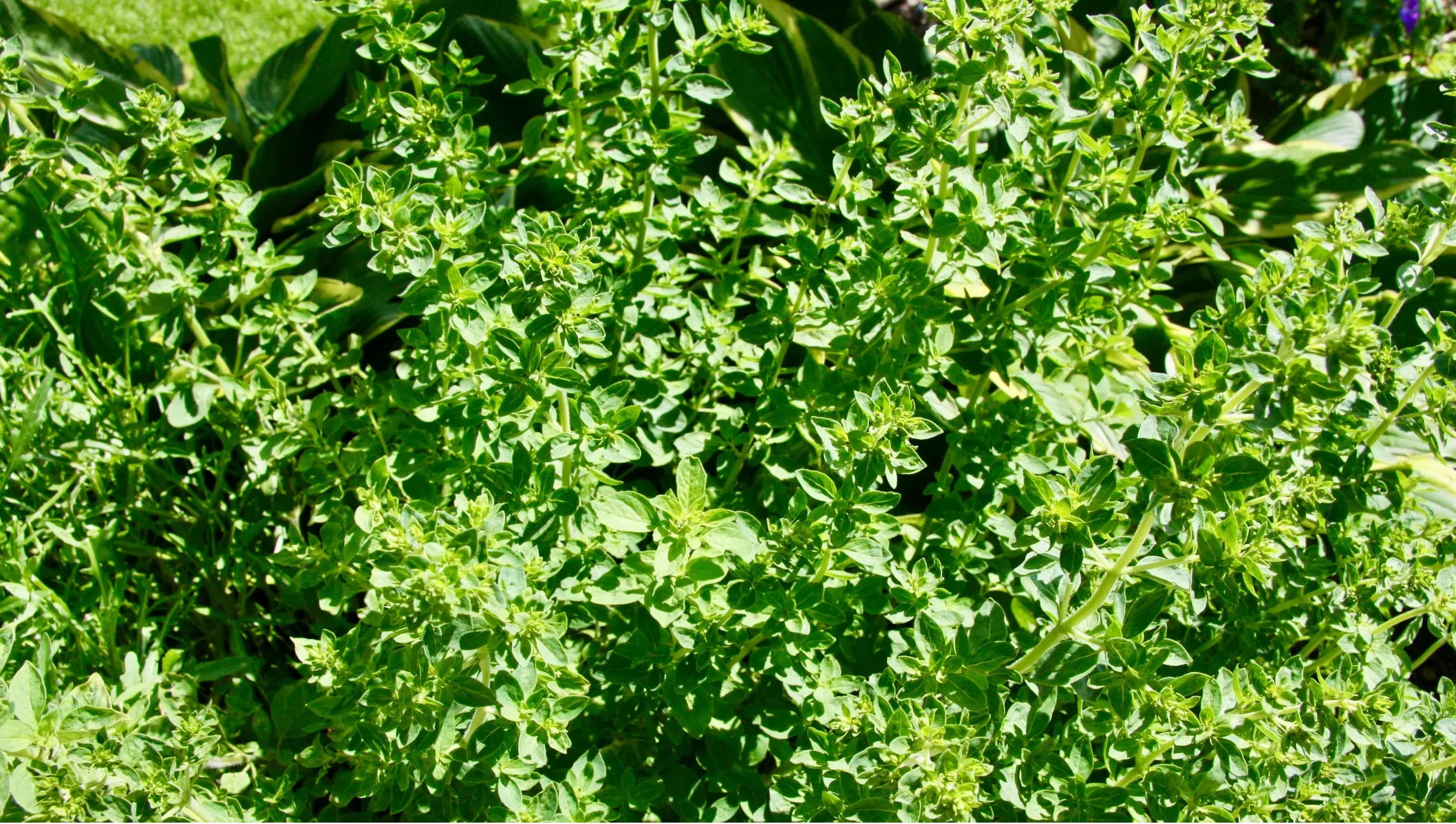 Oregano_Mediterrane Kräuterküche