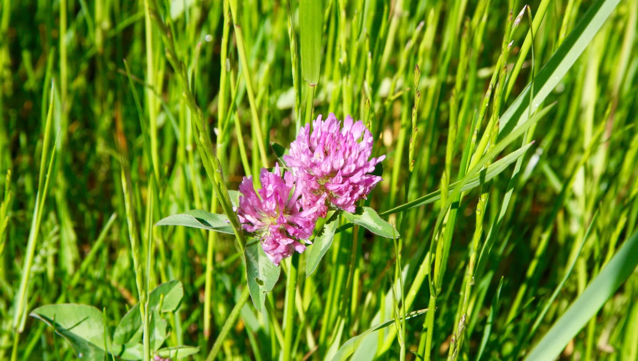 Blühender Rotklee auf der Wiese