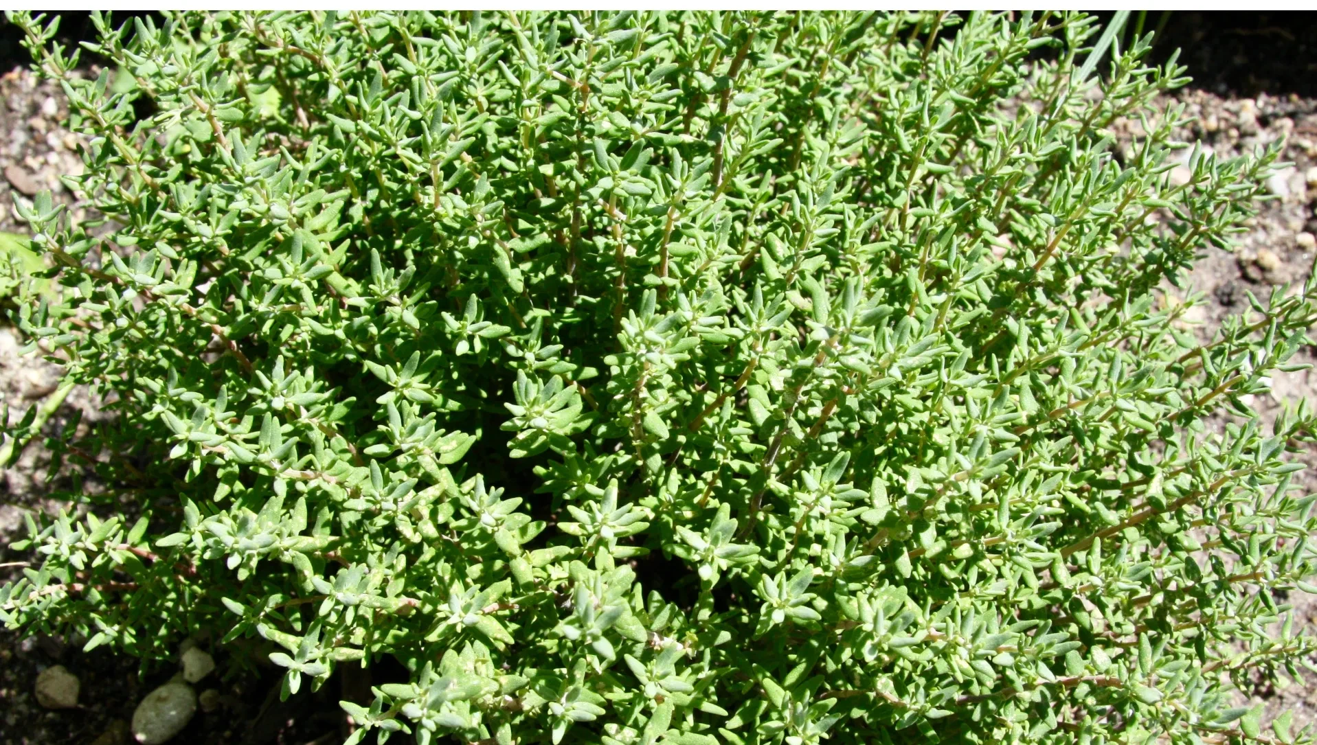 Thymian_Mediterrane Kräuterküche