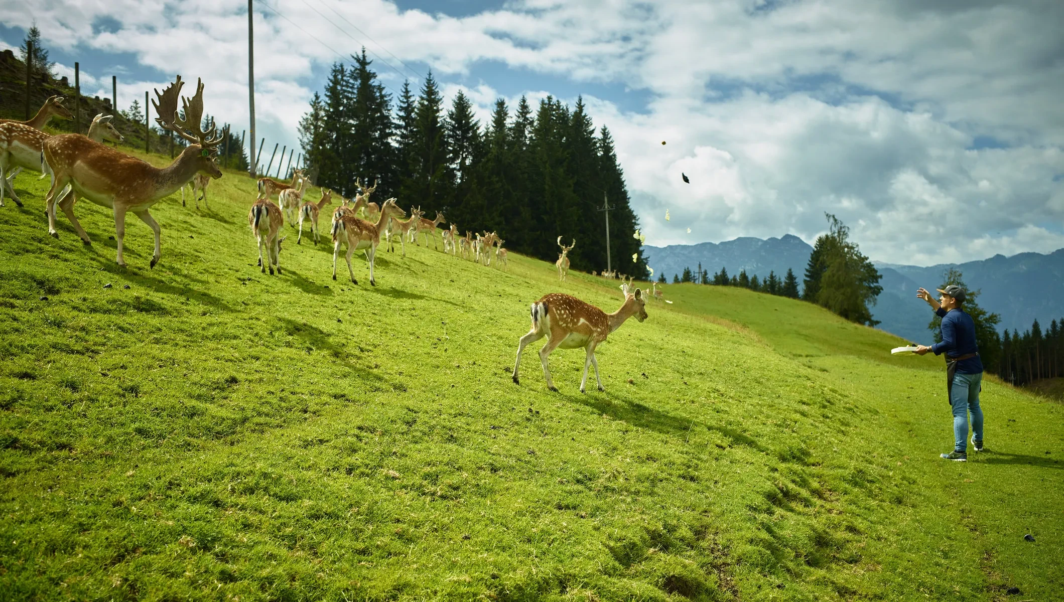 Damwild grasen auf den Wiesen beim Berggasthof Bachrain