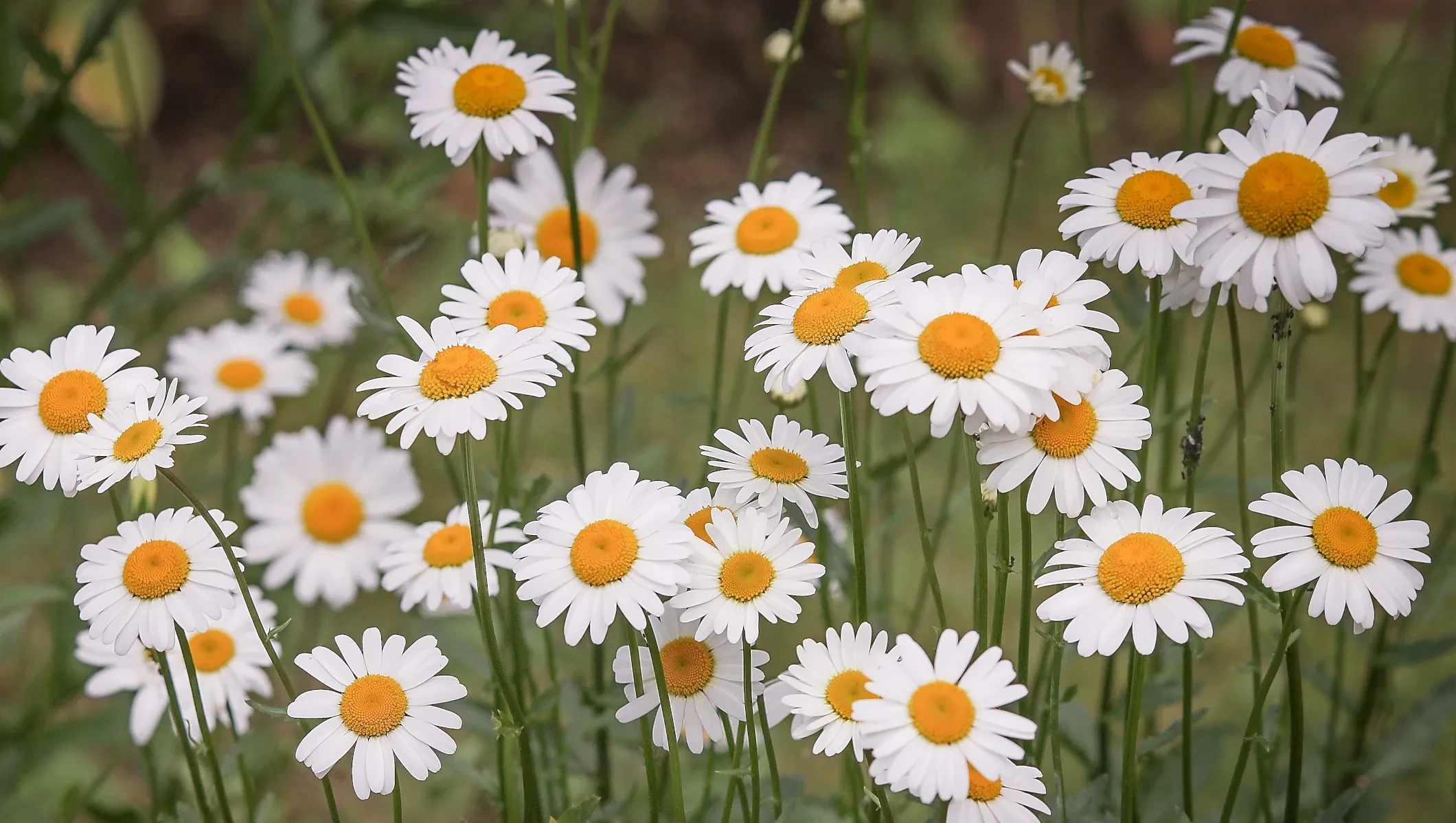 Gänseblümchen auf der Wiese
