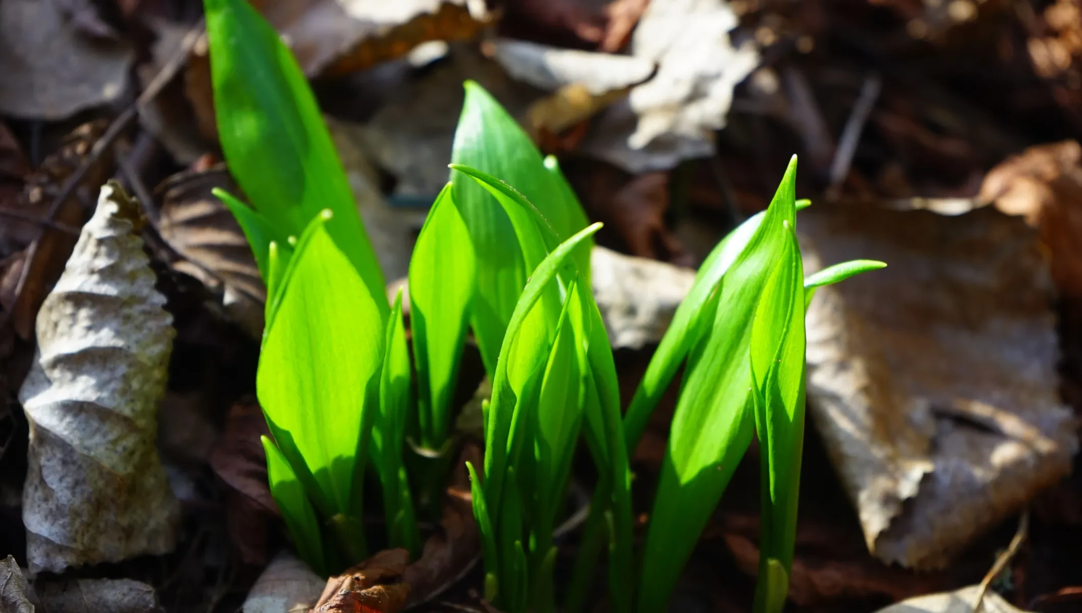 frische Bärlauchtriebe am Waldboden