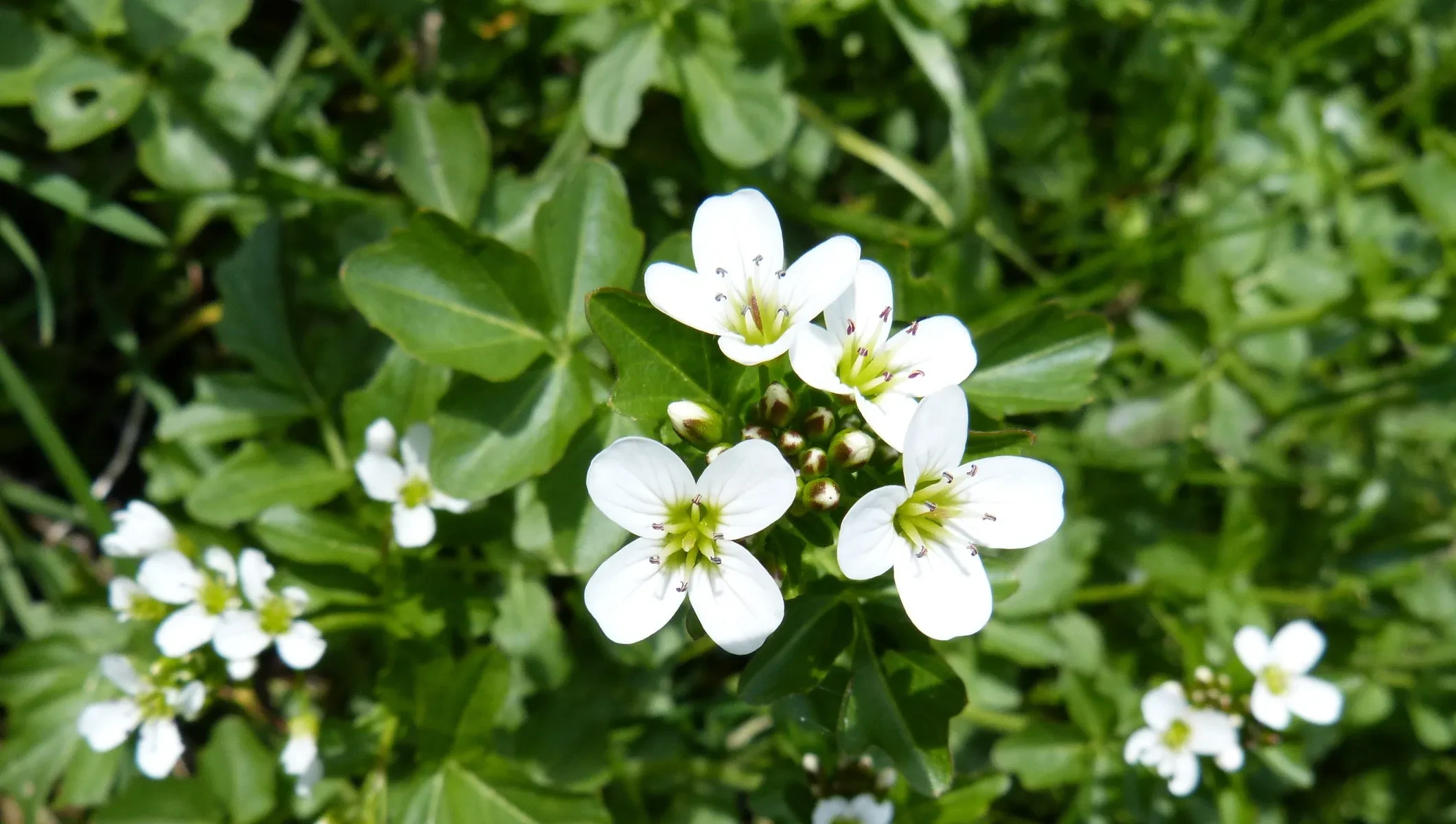 blühende Brunnenkresse