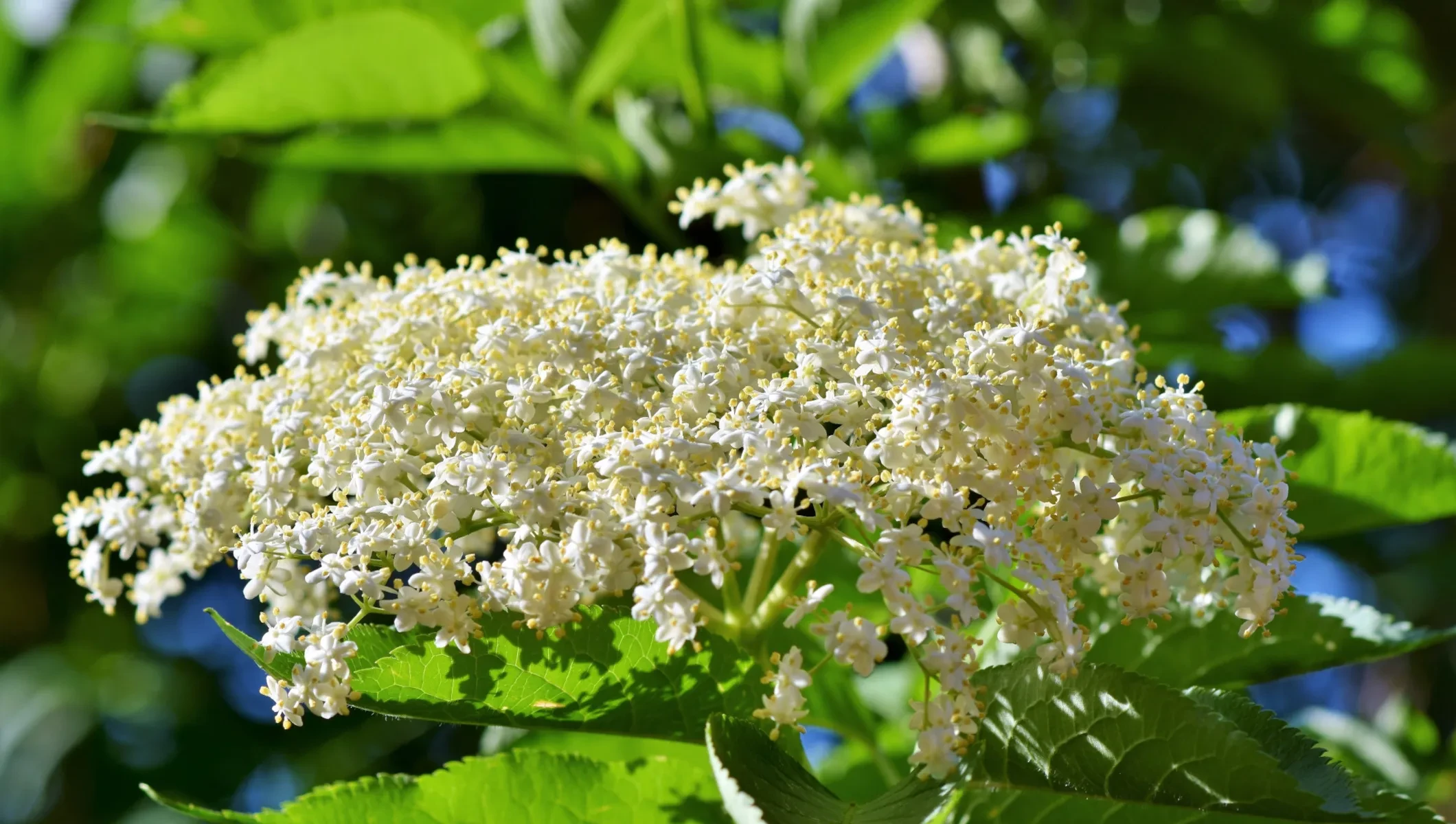 Hollerblüte am Strauch