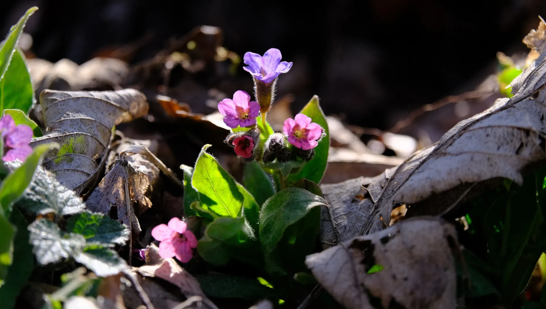 blühendes Lungenkraut am Waldboden