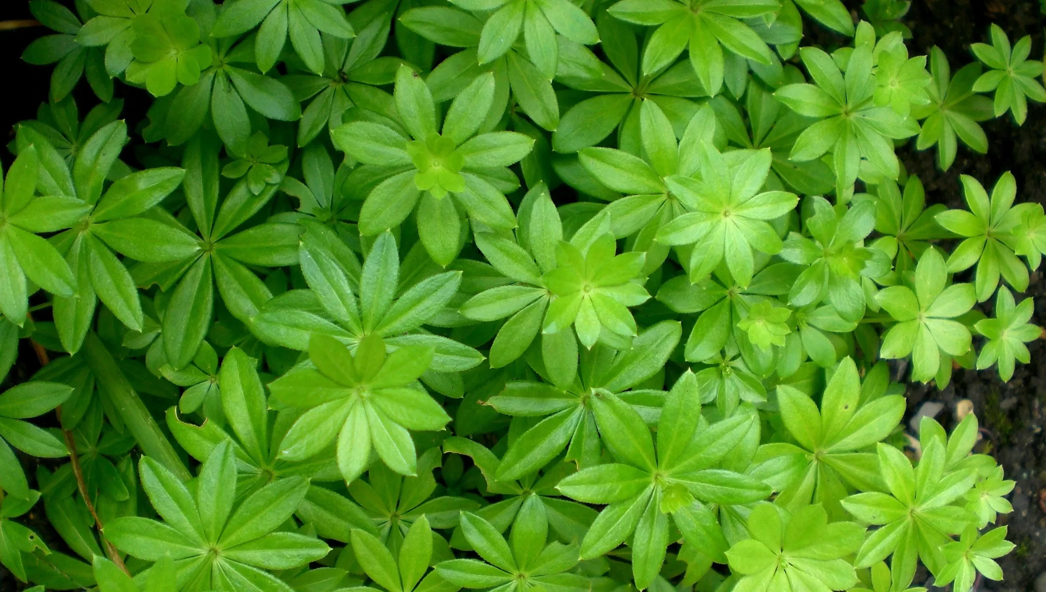 Waldmeister