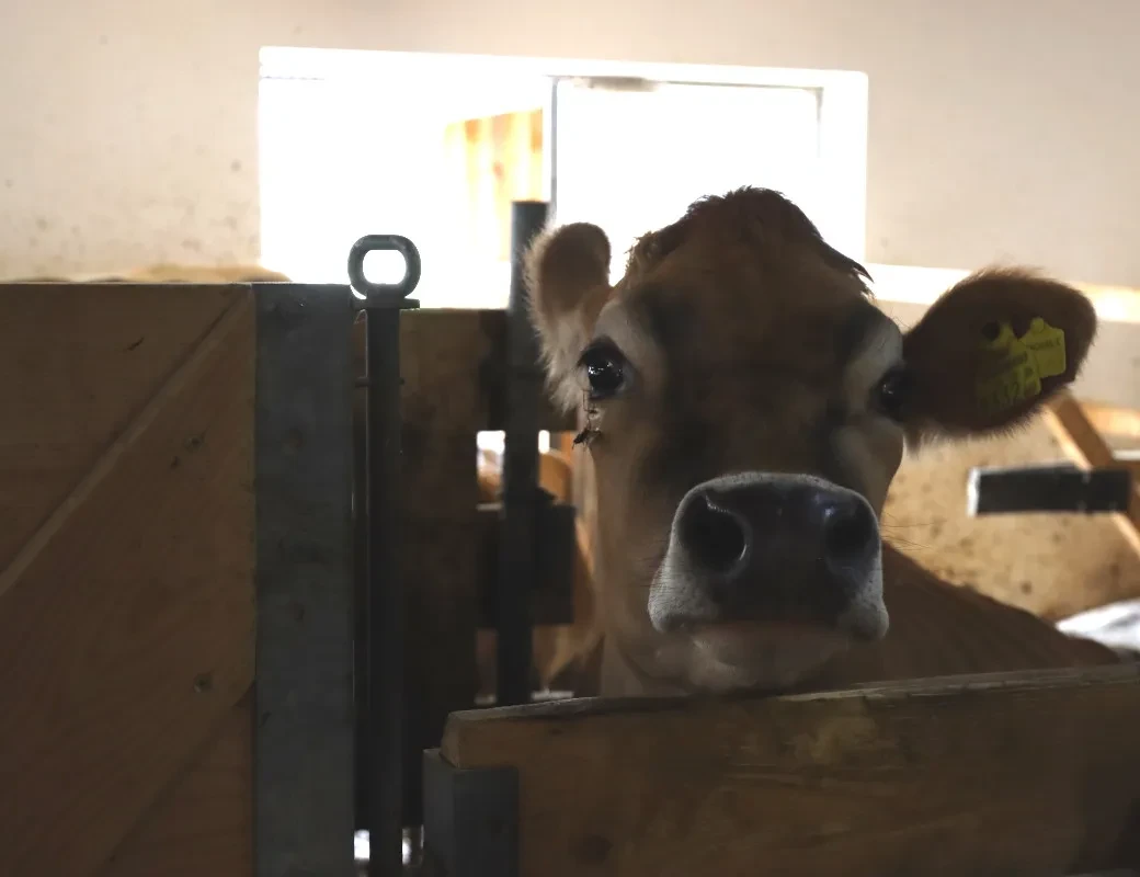 Genusstagebuch #43 Neugierige Kuh im Stall der Dorfalm