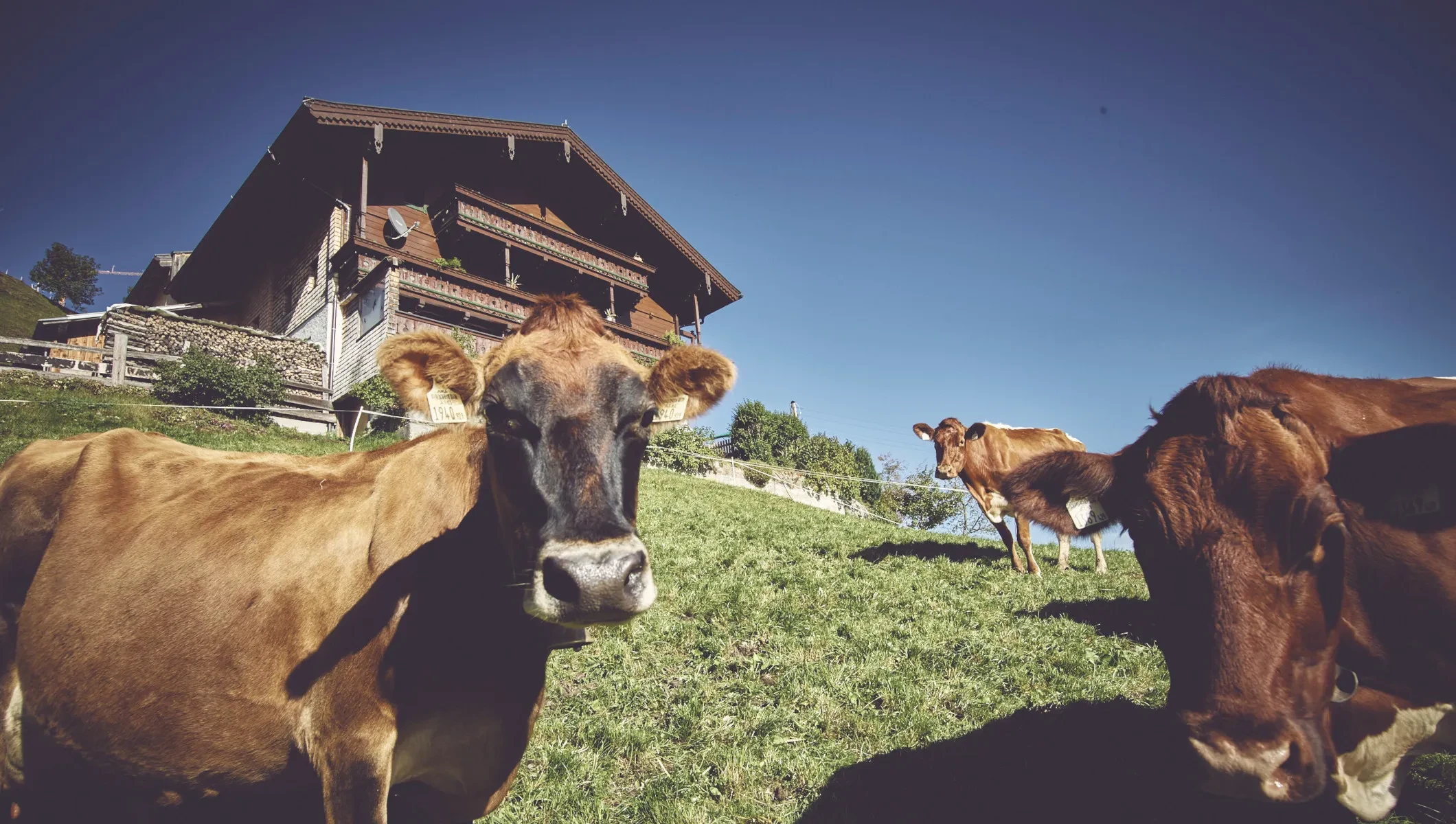 Am Hang vor dem Scharlernhof grasen die Kühe
