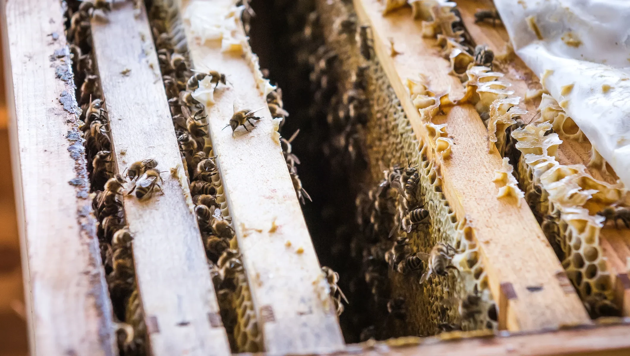 Bienenstöcke_Bienenwaben