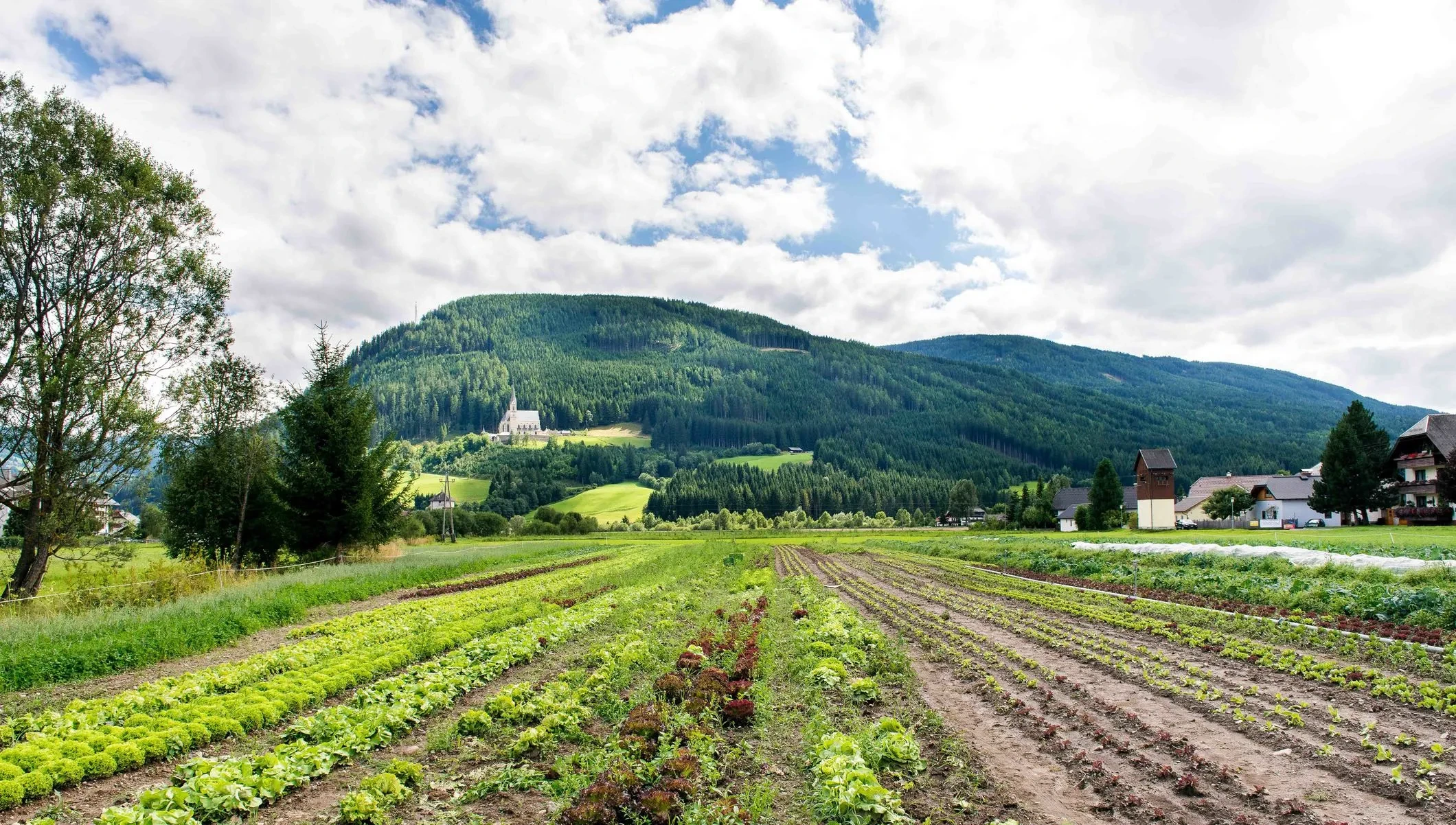 Fötschlhof_Felder im Frühling