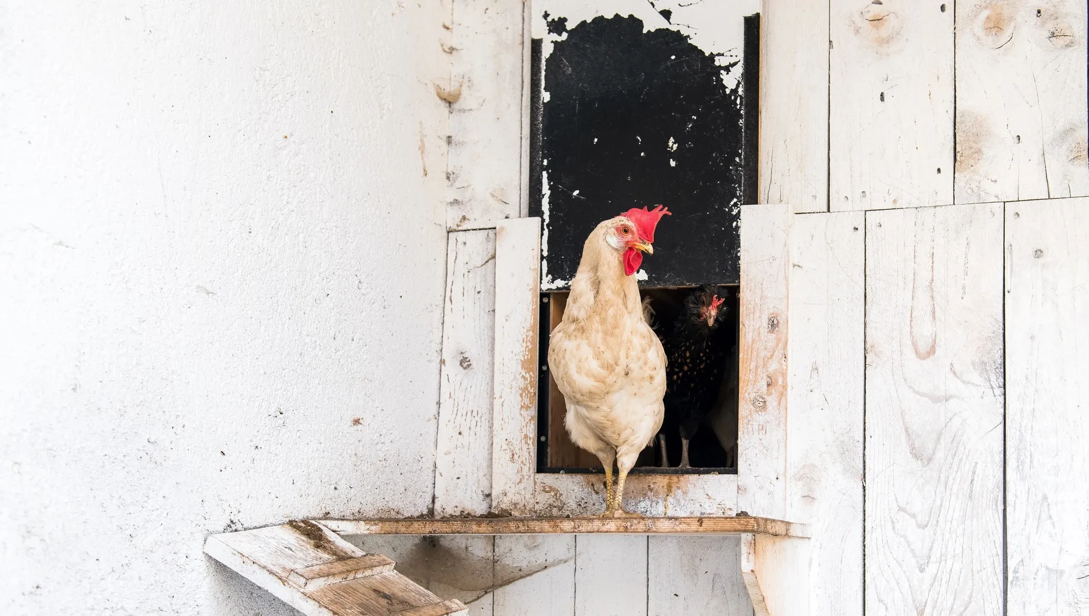 Huhn am Ausgang vom Hühnerstall