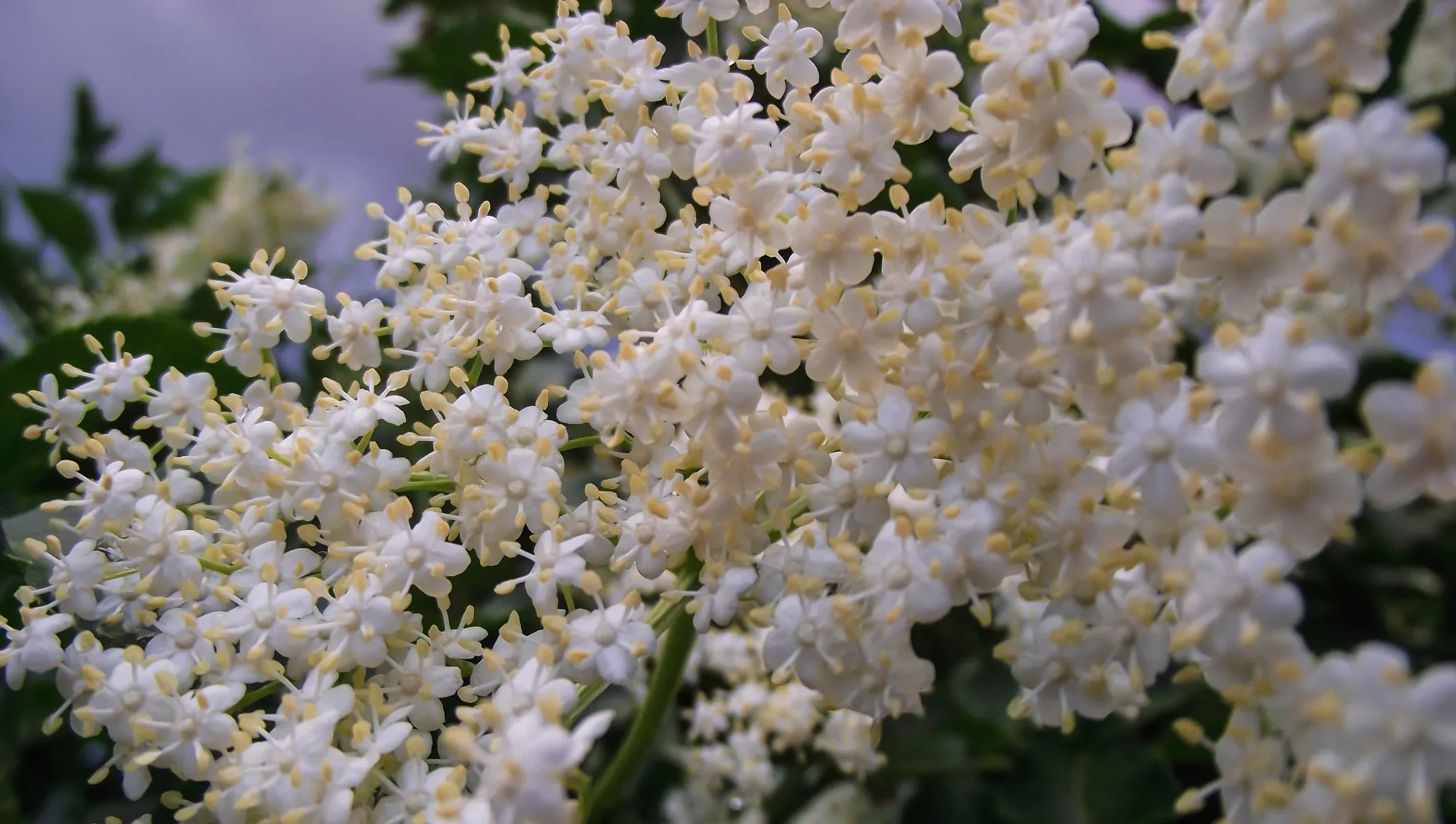 Hollunderblüten