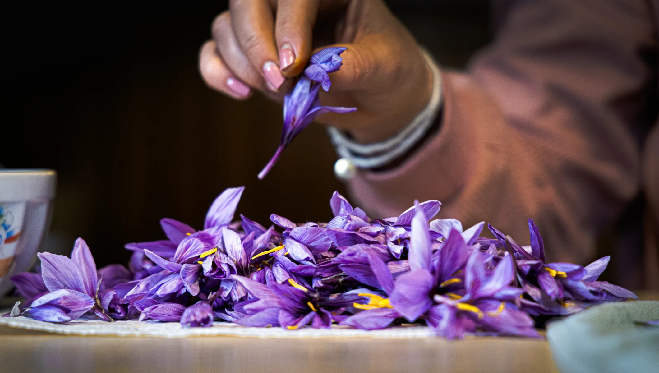 Genusstagebuch #58_Geschickte Hände zupfen die wertvollen Safranfäden aus der Blüte