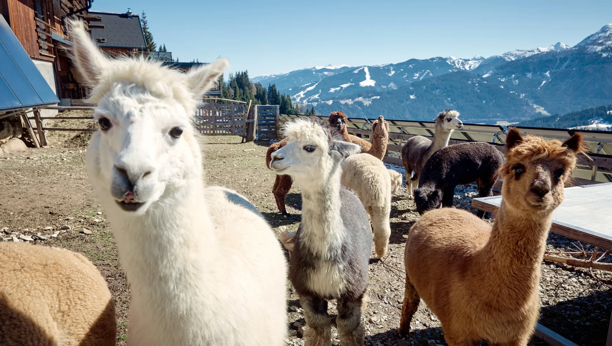 Alpakaalm_Kitzsteingut_Alpakas