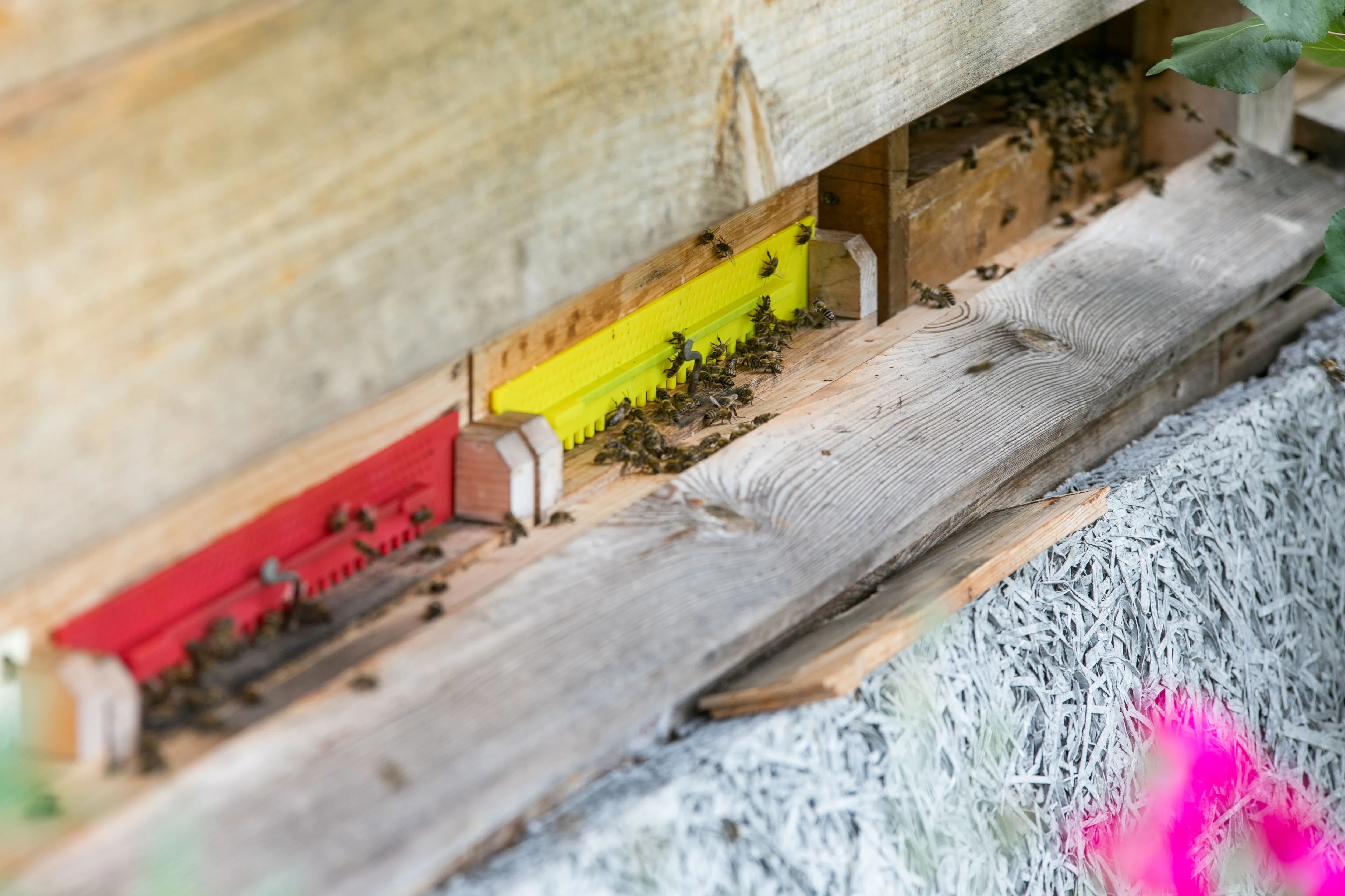 Bienenstock Eingang Bienen produzieren fleissig Salzburger Honig
