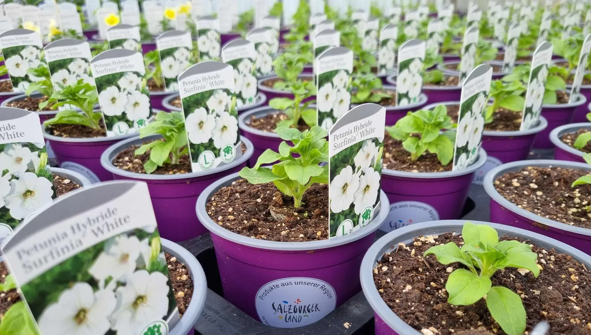 Regionale Blumen, Jungpflanzen und Balkonpflanzen aus Salzburger Gärtnereien entdecken. 